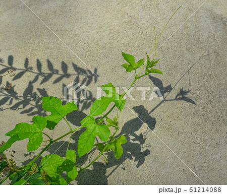 Fresh green Passiflora foetida leaf 61214088