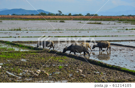 Black water buffaloes on the rice field 61214105