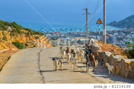 Goats walking on the rural road in summer day 61214130