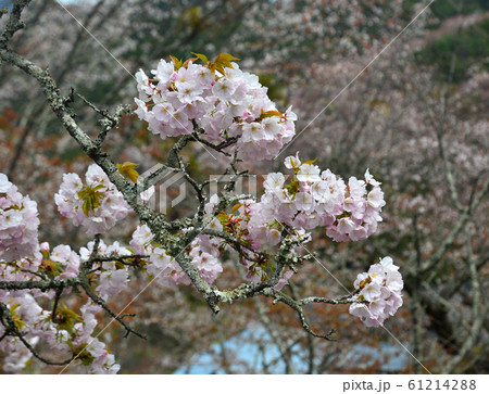 Cherry blossom (hanami) in Yoshino, Japan Cherry blossom (hanami) in Yoshino, Japan 61214288