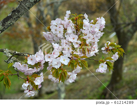 Cherry blossom (hanami) in Yoshino, Japan 61214289