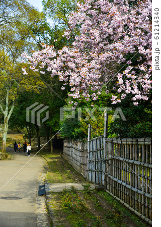 Cherry blossom (hanami) in Kyoto, Japan Cherry blossom (hanami) in Kyoto, Japan 61214340