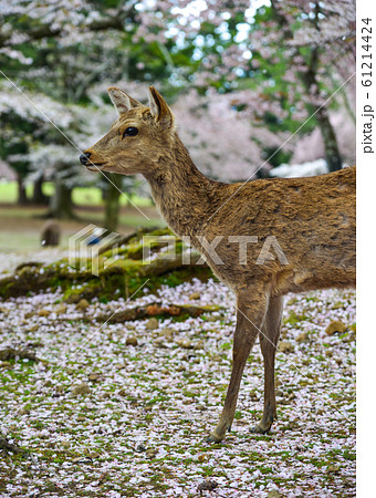 Deer at Nara Park (Japan) in the cherry blossom Deer at Nara Park (Japan) in the cherry blossom 61214424