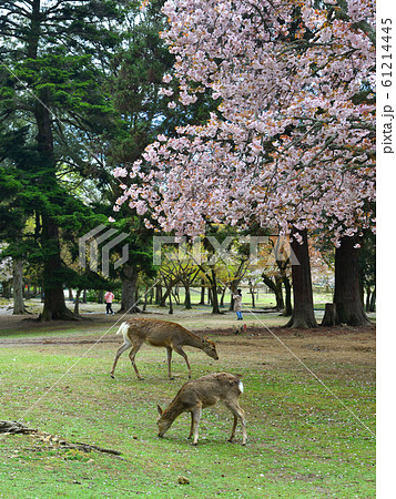 Deer at Nara Park (Japan) in the cherry blossom Deer at Nara Park (Japan) in the cherry blossom 61214445