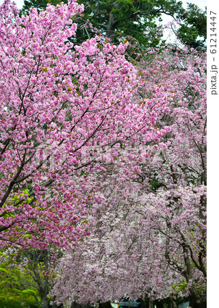 Cherry blossom (hanami) in Nara, Japan Cherry blossom (hanami) in Nara, Japan 61214447