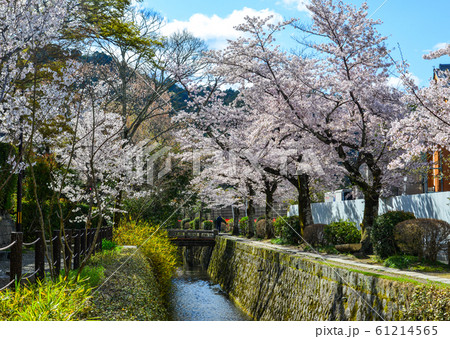 Cherry blossom (hanami) in Kyoto, Japan 61214565