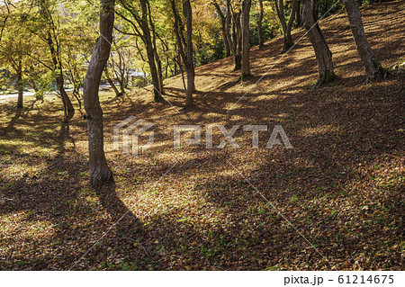 （静岡県）修善寺自然公園もみじ林　紅葉のカーペット 61214675