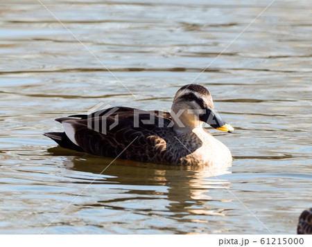 カルガモ 61215000
