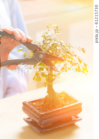 Growing little bonsai tree Growing little bonsai tree 61215730
