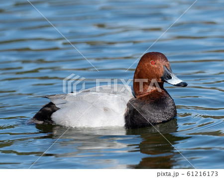 泳ぐホシハジロ 泳ぐホシハジロ 61216173