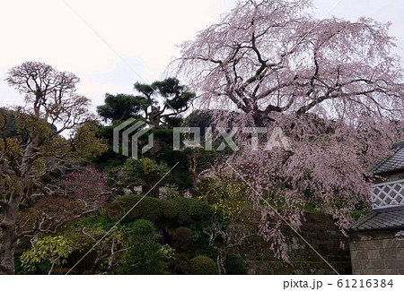 枝垂れ桜 深根城址 怨念の桜 なまこ壁 枝垂れ桜 深根城址 怨念の桜 なまこ壁 61216384