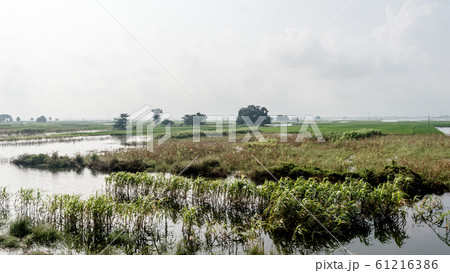 Lush green horizon of agriculture field of a small Lush green horizon of agriculture field of a small 61216386