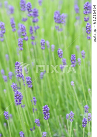 ラベンダー　青紫色の花 61216464