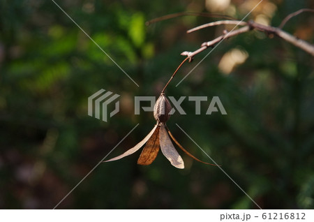 ツクバネの実 61216812