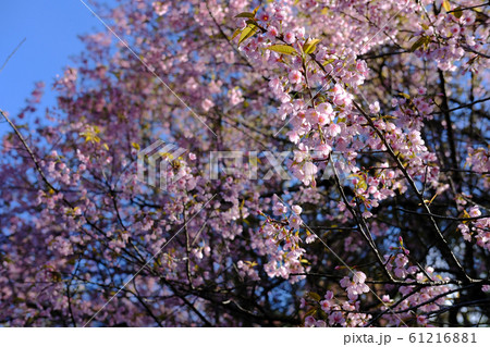 wild himalayan sakura cherry blossom flower. 61216881