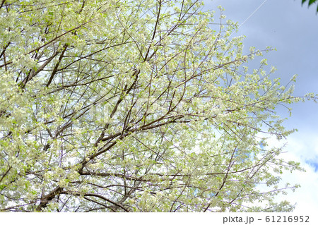 wild himalayan sakura cherry blossom flower. wild himalayan sakura cherry blossom flower. 61216952