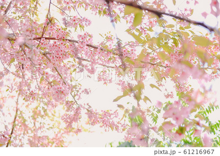 wild himalayan sakura cherry blossom flower. wild himalayan sakura cherry blossom flower. 61216967