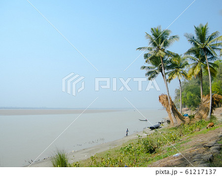 Ganges riverside coastal area near Bay of Bengal. Coconut palm trees on the bank of river basin. 61217137