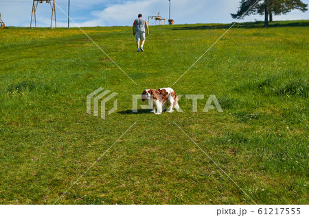 Dog an man walking 61217555