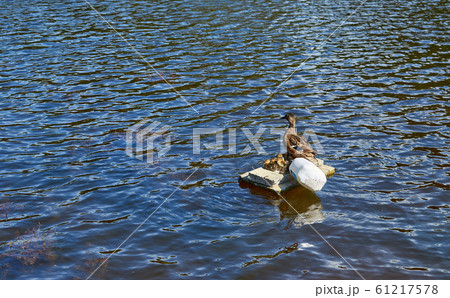 Duck and ducklings 61217578
