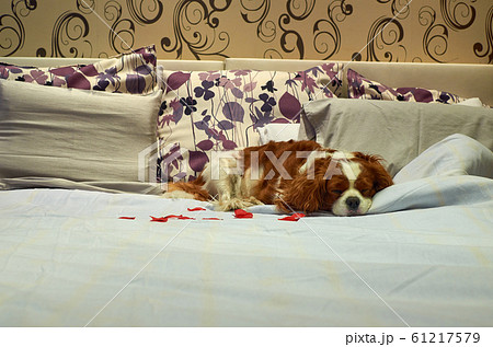 Dog in a pet friendly hotel Dog in a pet friendly hotel 61217579