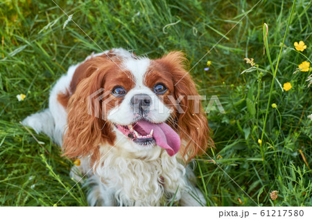 Cavalier King Charles spaniel Cavalier King Charles spaniel 61217580