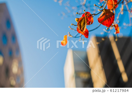 見上げた空（秋） 61217984