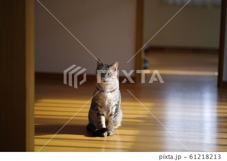 日向ぼっこ 61218213