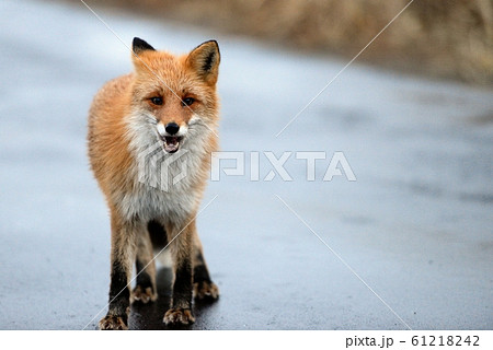 道を塞ぐキツネ 61218242