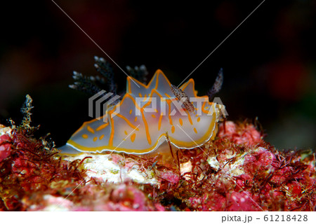 ウミウシ ウミウシ 61218428