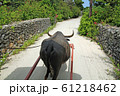竹富島の水牛 61218462