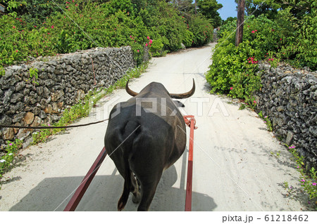 竹富島の水牛 61218462