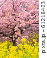 河津桜と菜の花 61218463