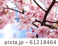 青空と河津桜 61218464