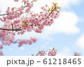 青空と河津桜 61218465