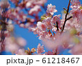快晴の空と桜 61218467