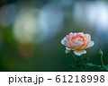 薔薇 薔薇 61218998