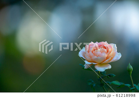 薔薇 61218998