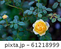薔薇 薔薇 61218999