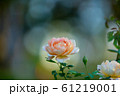薔薇 薔薇 61219001