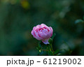 薔薇 薔薇 61219002