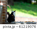 ねこ ねこ 61219076