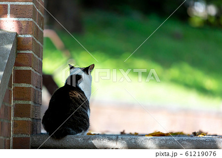 ねこ ねこ 61219076
