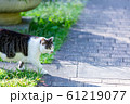 ねこ ねこ 61219077