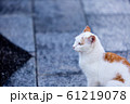 ねこ ねこ 61219078