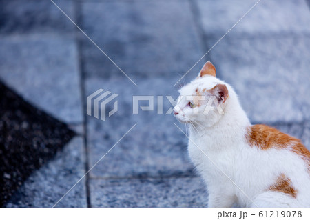 ねこ 61219078