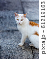 ねこ ねこ 61219163