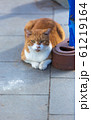 ねこ ねこ 61219164