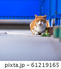 ねこ ねこ 61219165