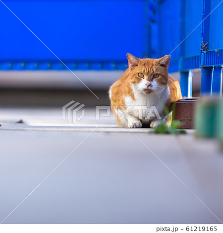 ねこ 61219165